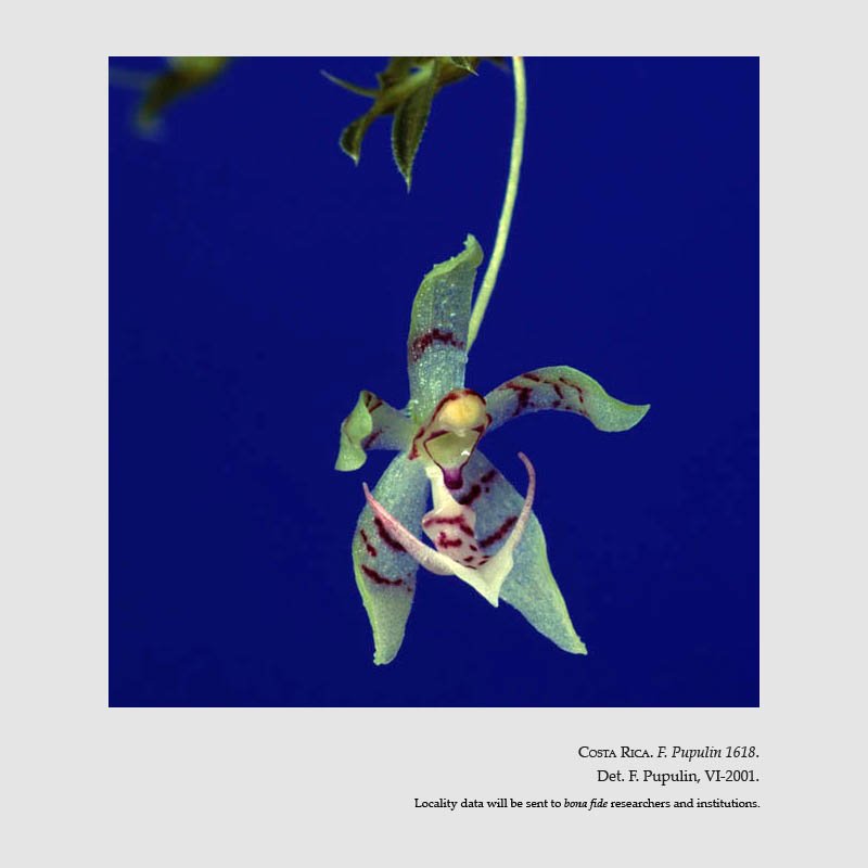 Dichaea hystricina
