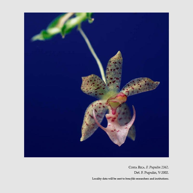 Dichaea hystricina