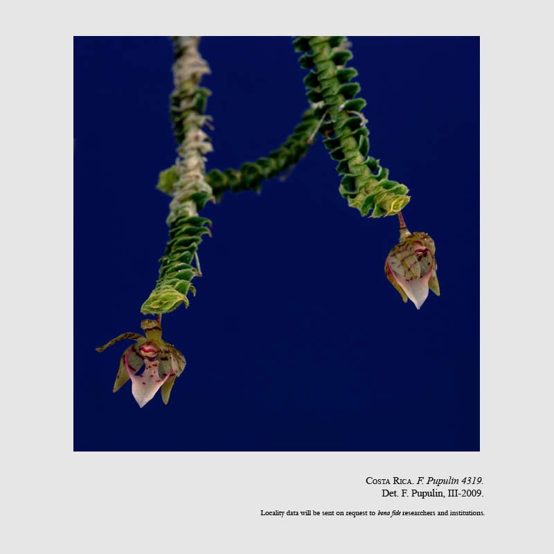 Dichaea hystricina