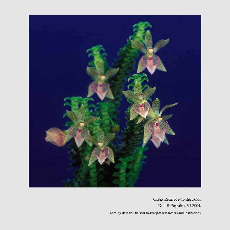 Dichaea hystricina