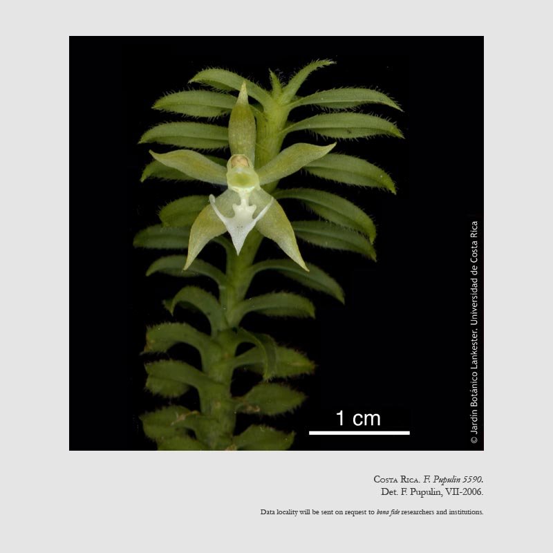 Dichaea hystricina