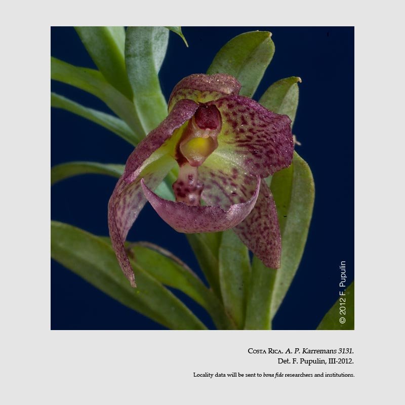 Dichaea panamensis