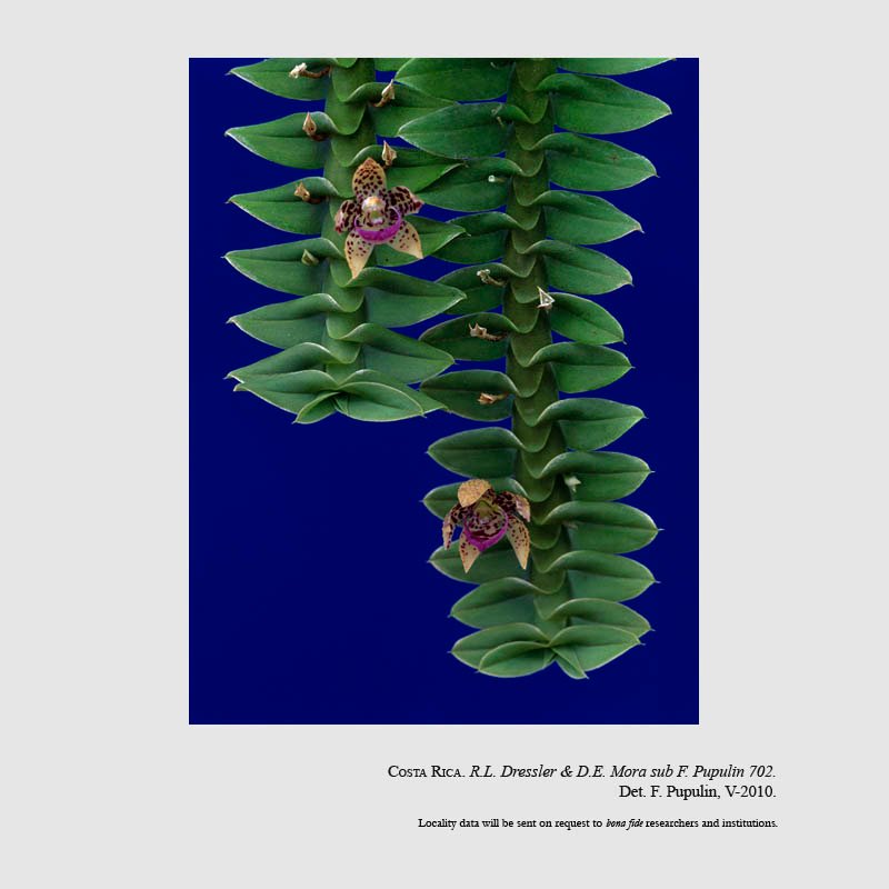 Dichaea poicillantha