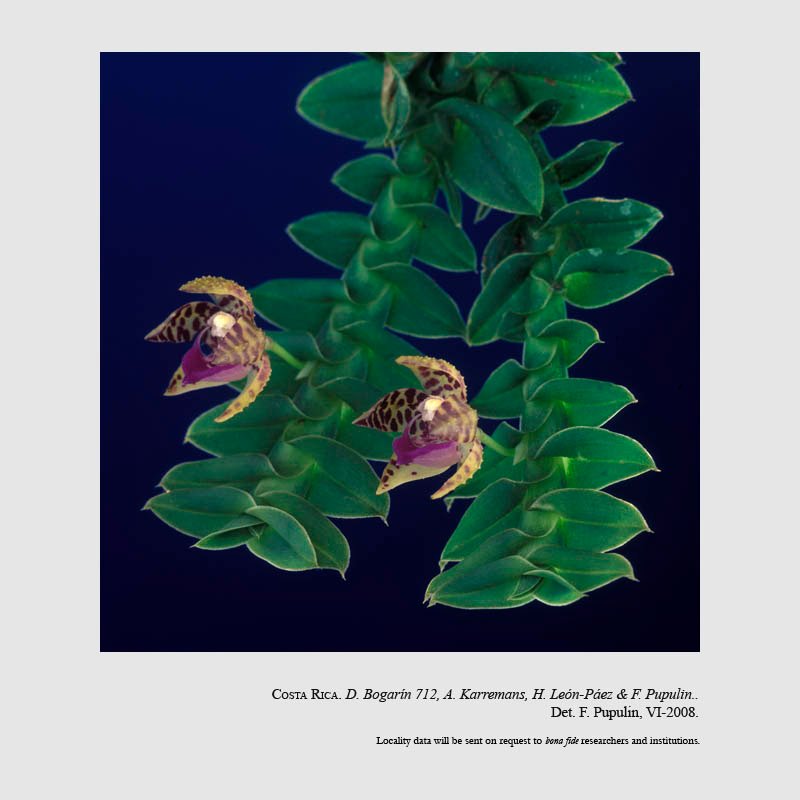 Dichaea poicillantha