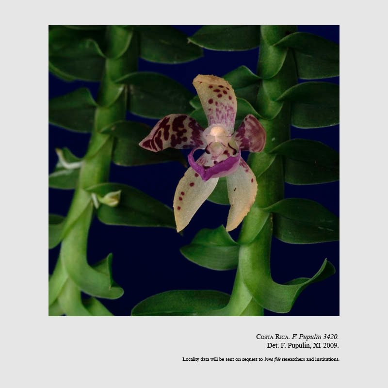 Dichaea poicillantha