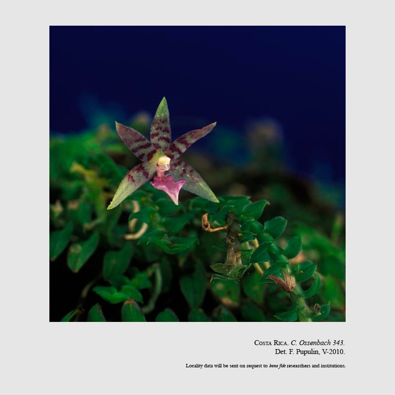 Dichaea tuerckheimii