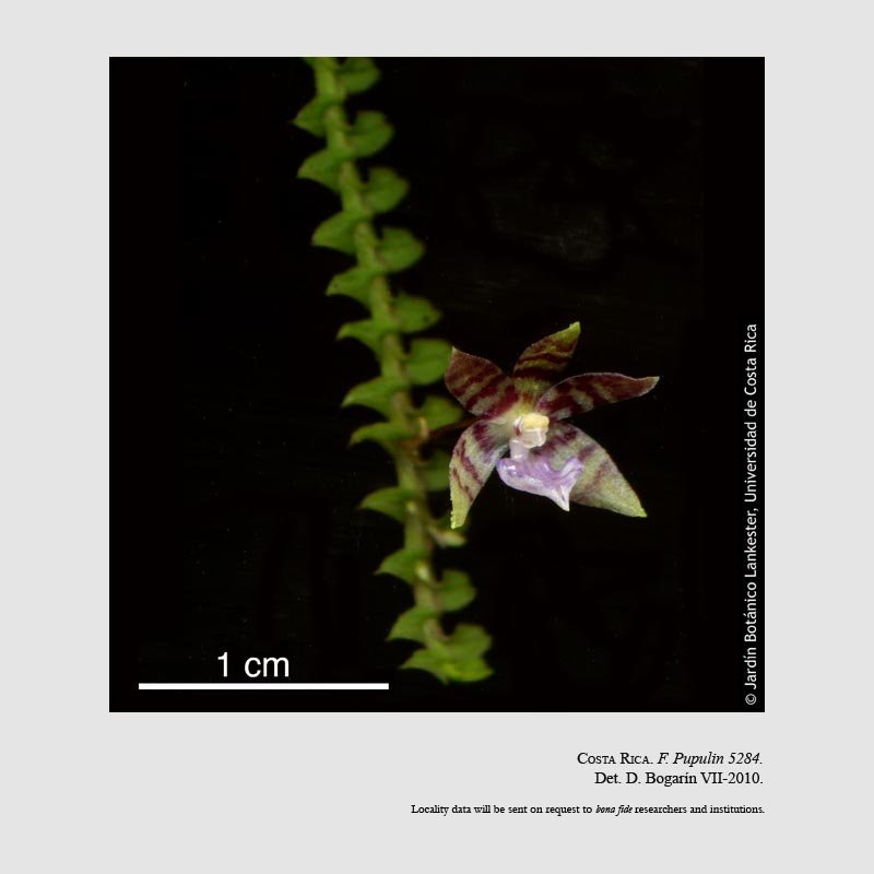 Dichaea tuerckheimii