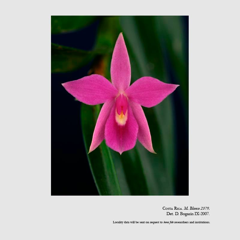 Dimerandra emarginata