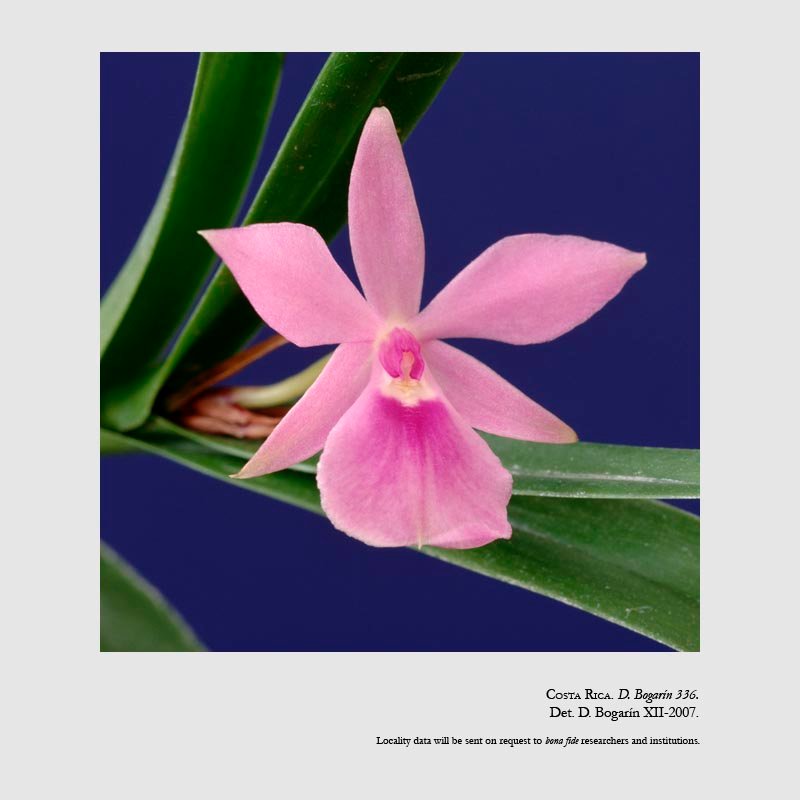 Dimerandra emarginata