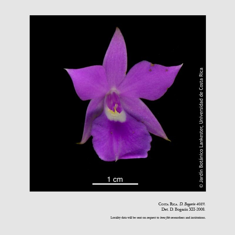 Dimerandra emarginata