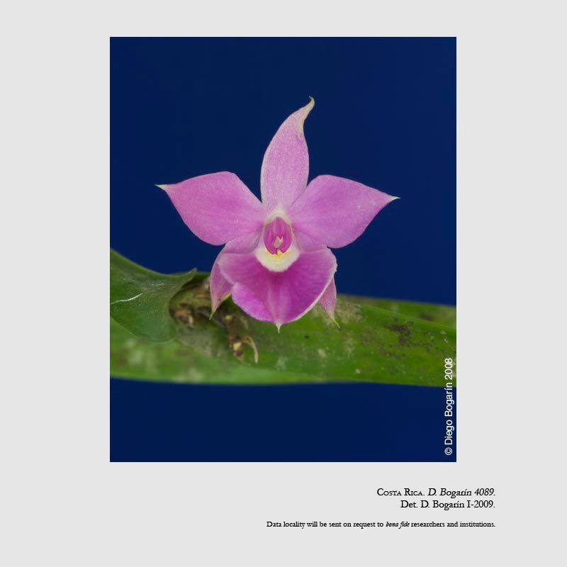 Dimerandra emarginata
