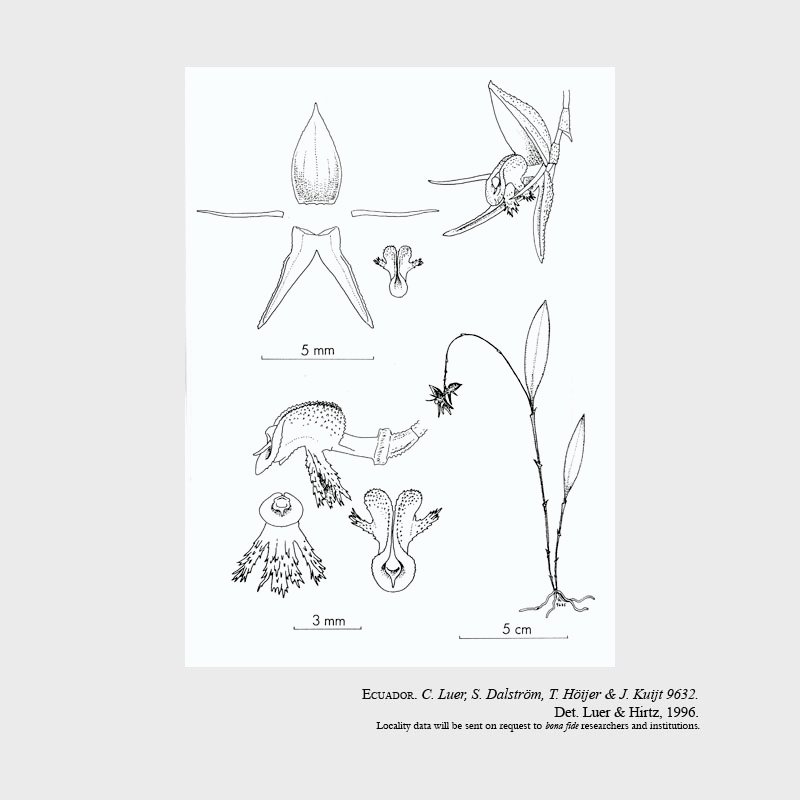 Draconanthes bufonis