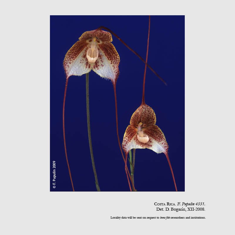 Dracula erythrochaete