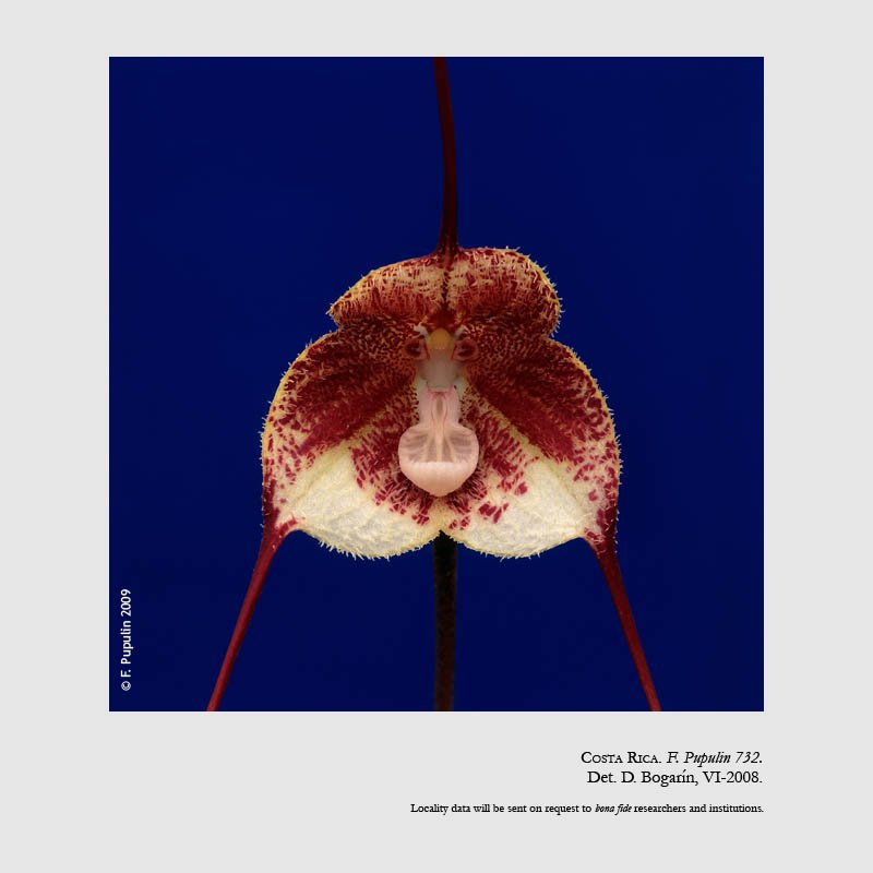 Dracula erythrochaete