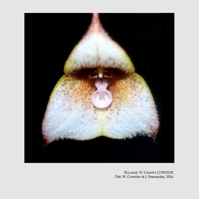 Dracula mariae