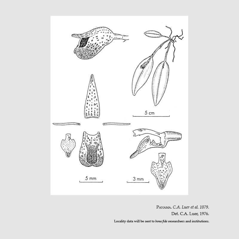 Dresslerella elvallensis