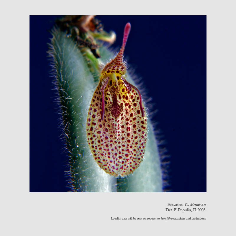 Dresslerella hirsutissima