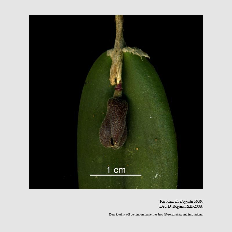 Dresslerella pertusa