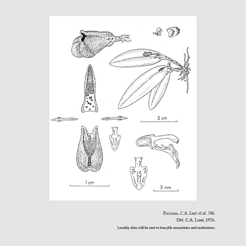 Dresslerella pertusa