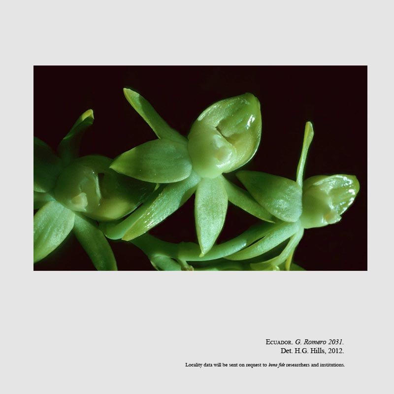 Dressleria williamsiana