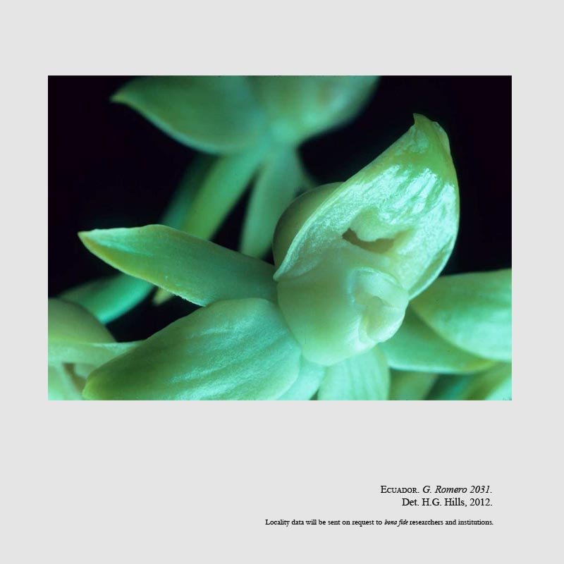 Dressleria williamsiana