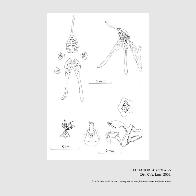 Dryadella clavellata