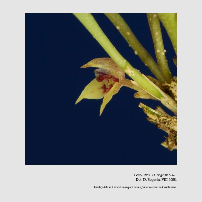 Dryadella odontostele