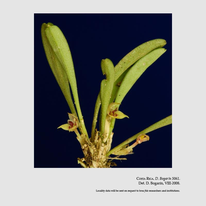 Dryadella odontostele