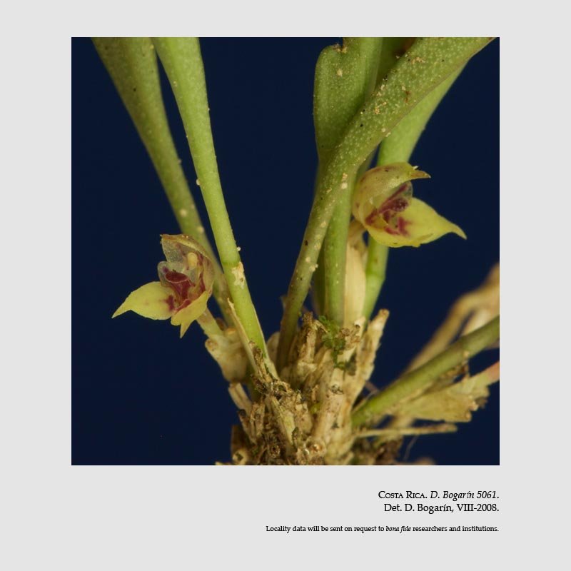 Dryadella odontostele