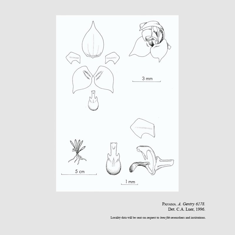 Dryadella odontostele