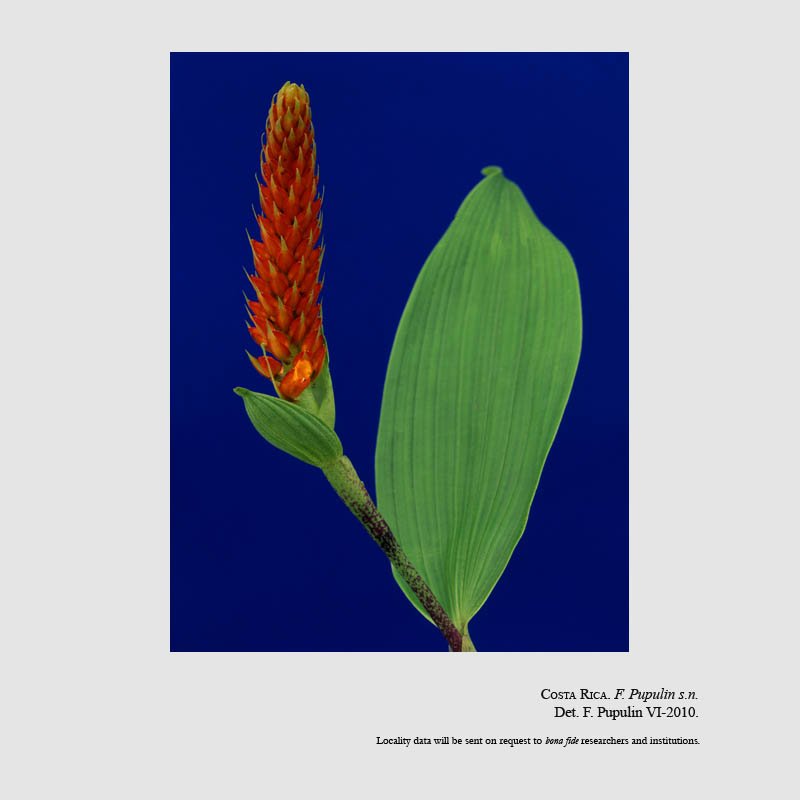 Elleanthus albertii
