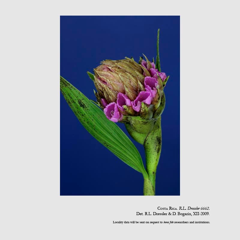 Elleanthus carinatus