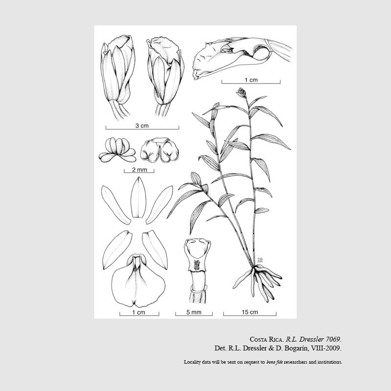 Elleanthus carinatus