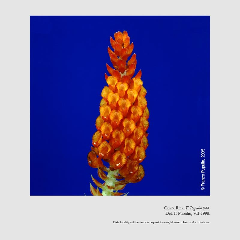 Elleanthus hymenophorus