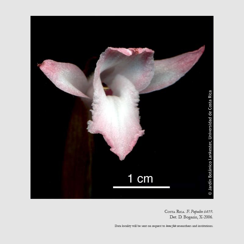 Eltroplectris roseoalba