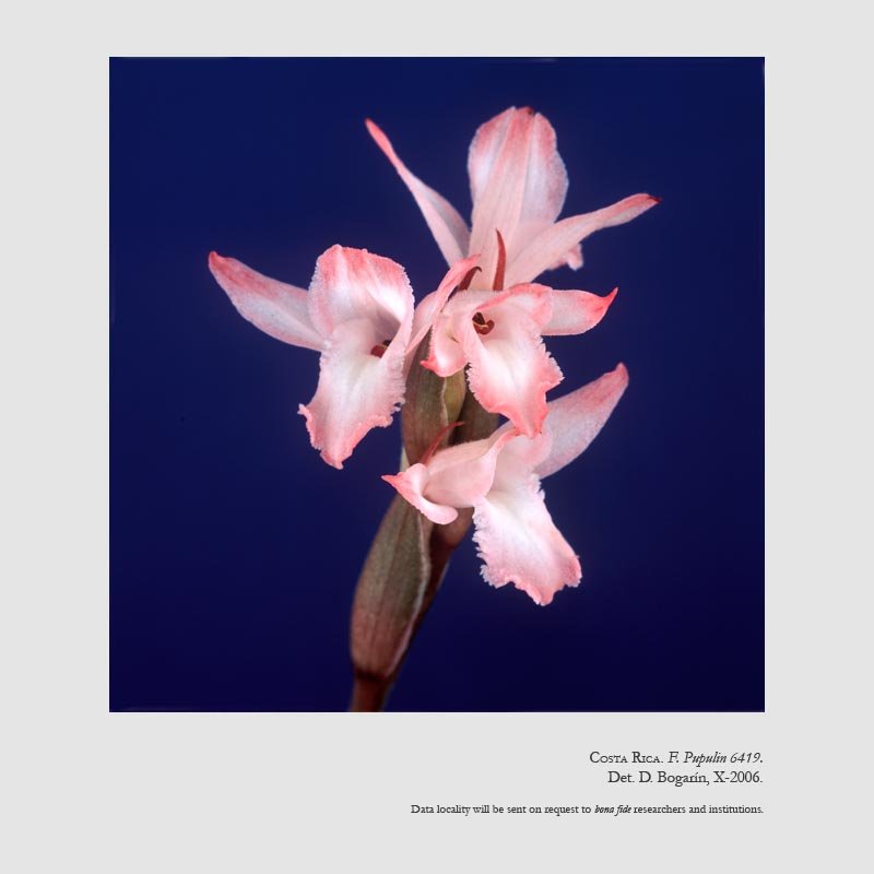 Eltroplectris roseoalba