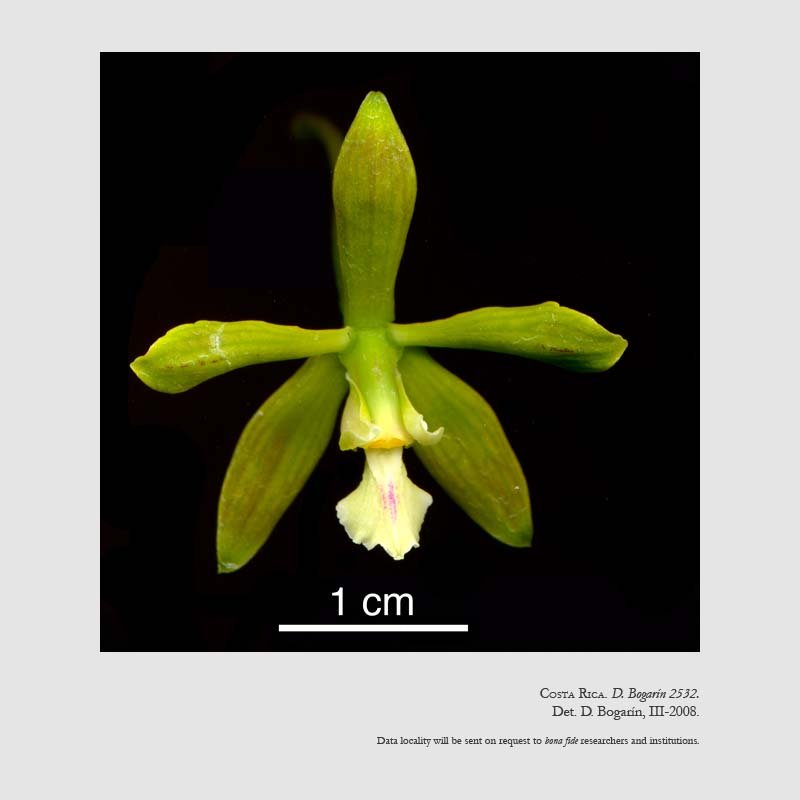 Encyclia chloroleuca