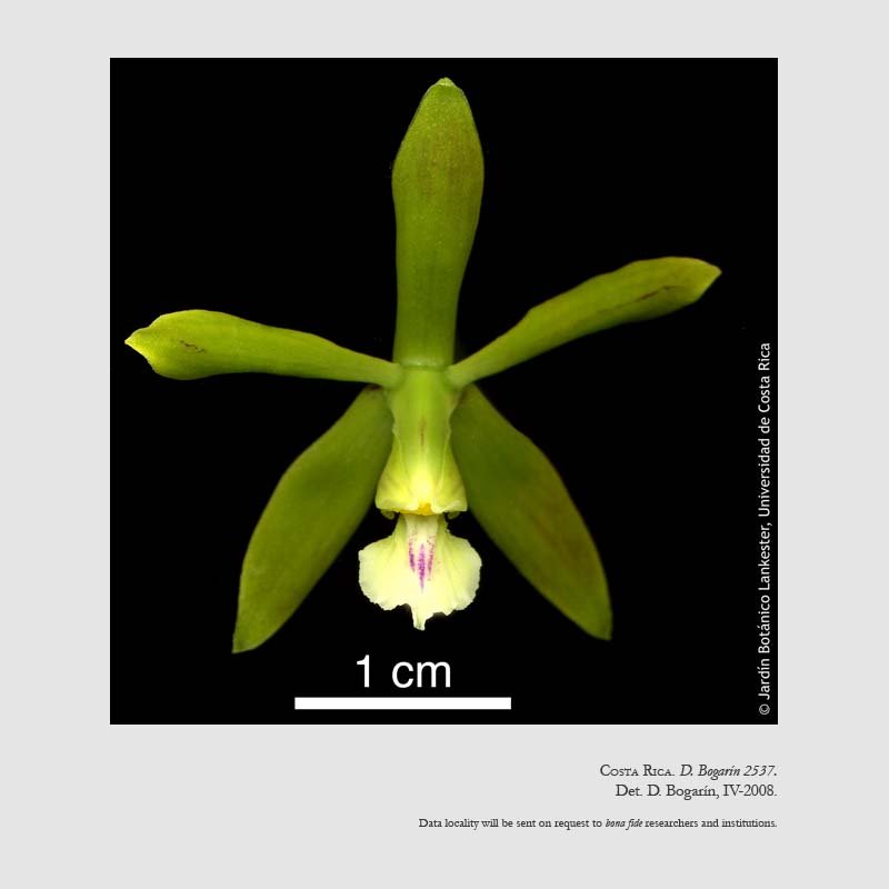 Encyclia chloroleuca