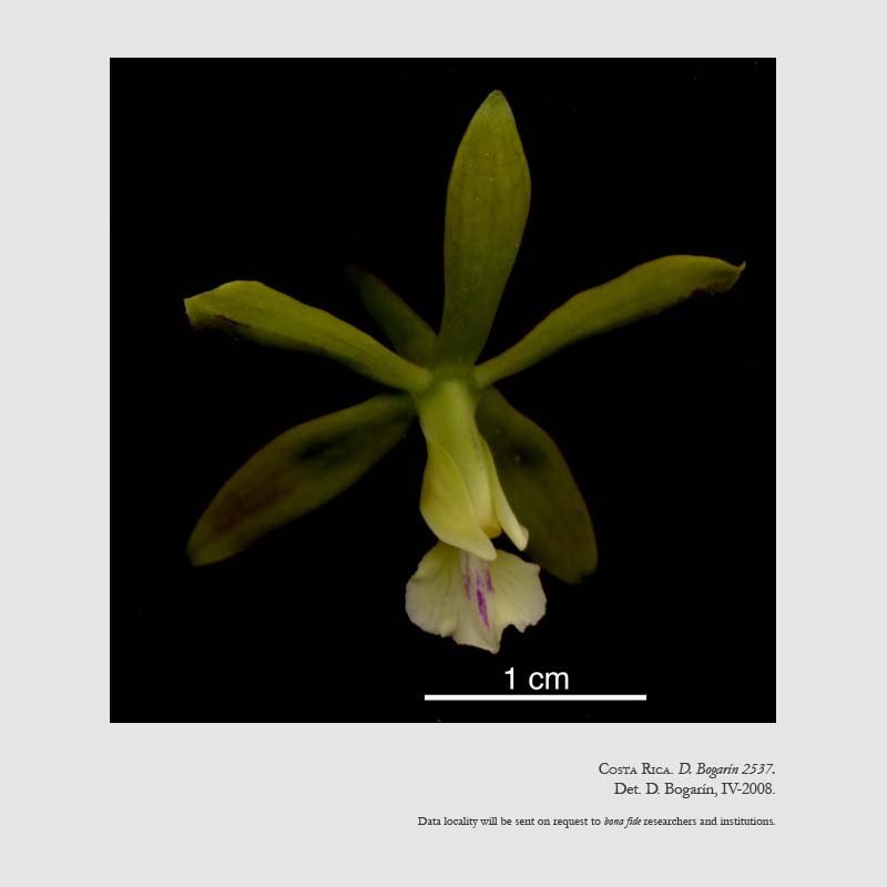 Encyclia chloroleuca