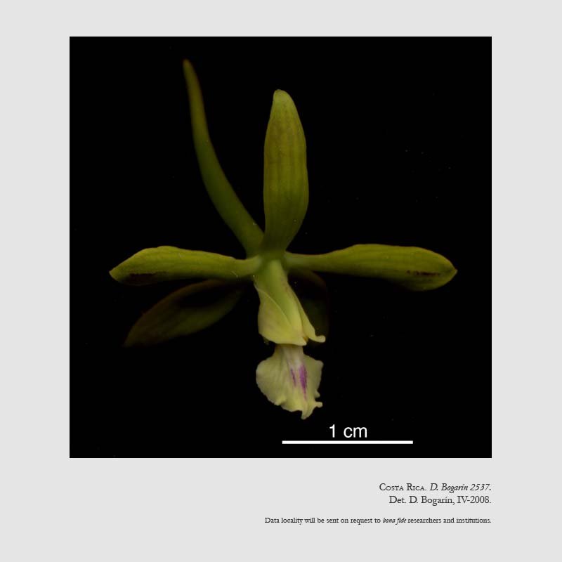 Encyclia chloroleuca