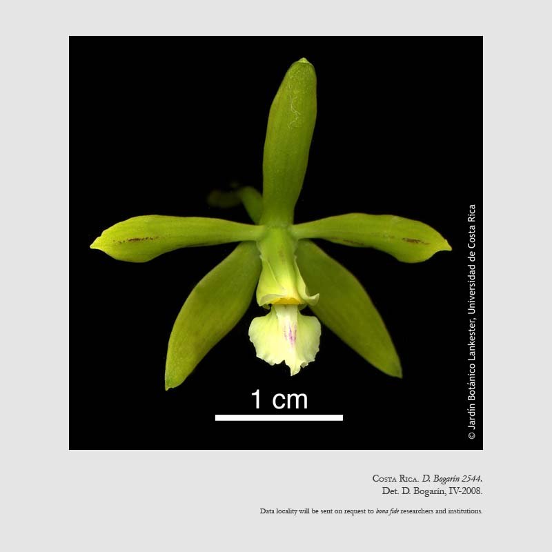 Encyclia chloroleuca