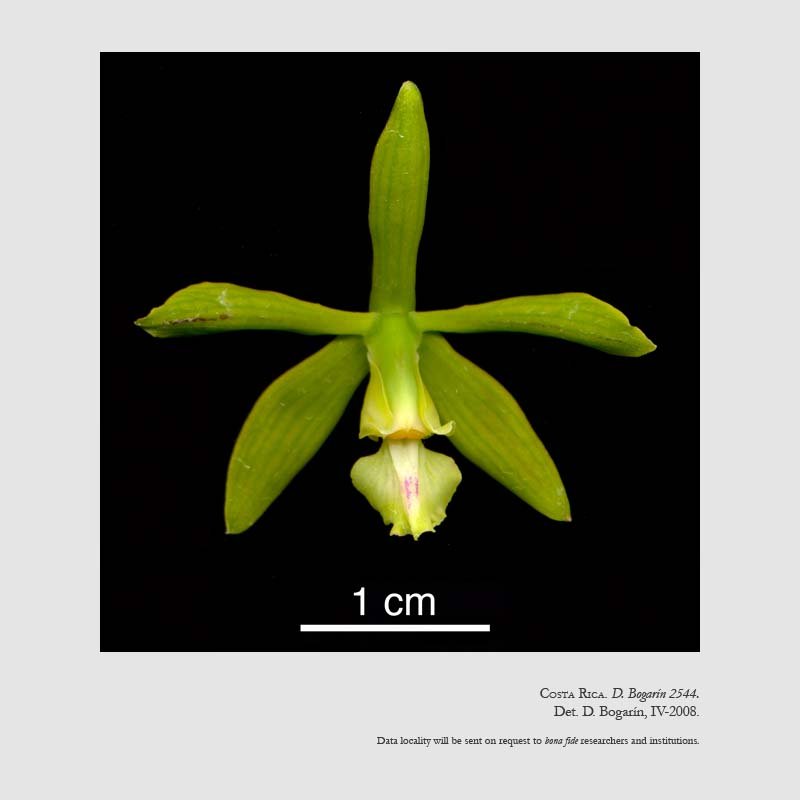 Encyclia chloroleuca
