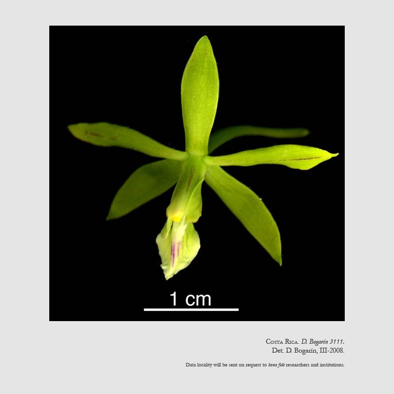 Encyclia chloroleuca