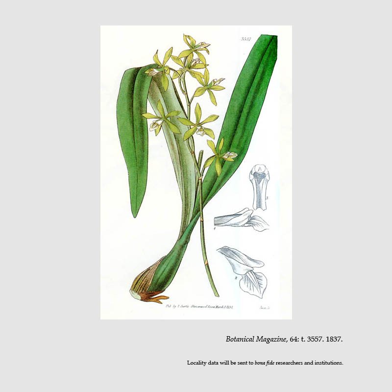 Encyclia chloroleuca