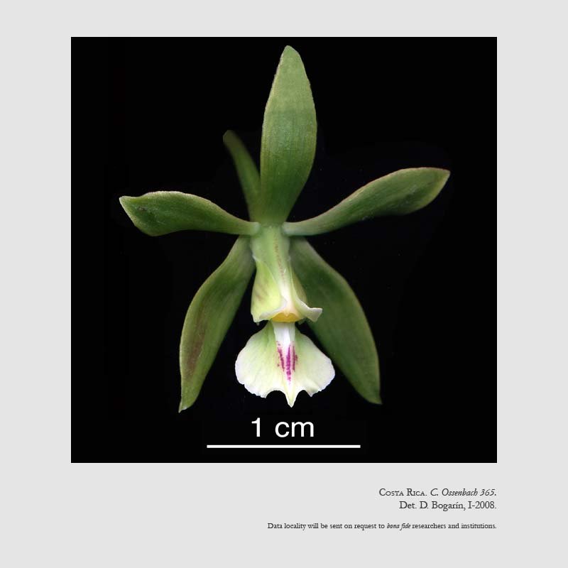 Encyclia chloroleuca