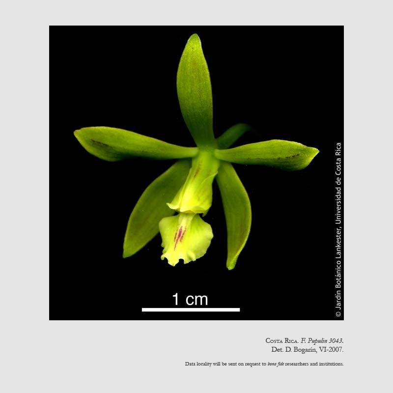 Encyclia chloroleuca