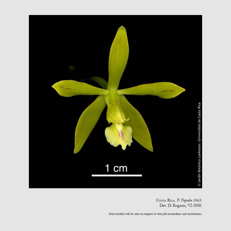 Encyclia chloroleuca