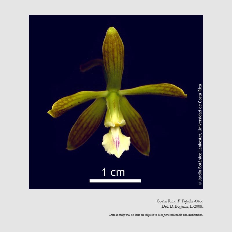 Encyclia chloroleuca