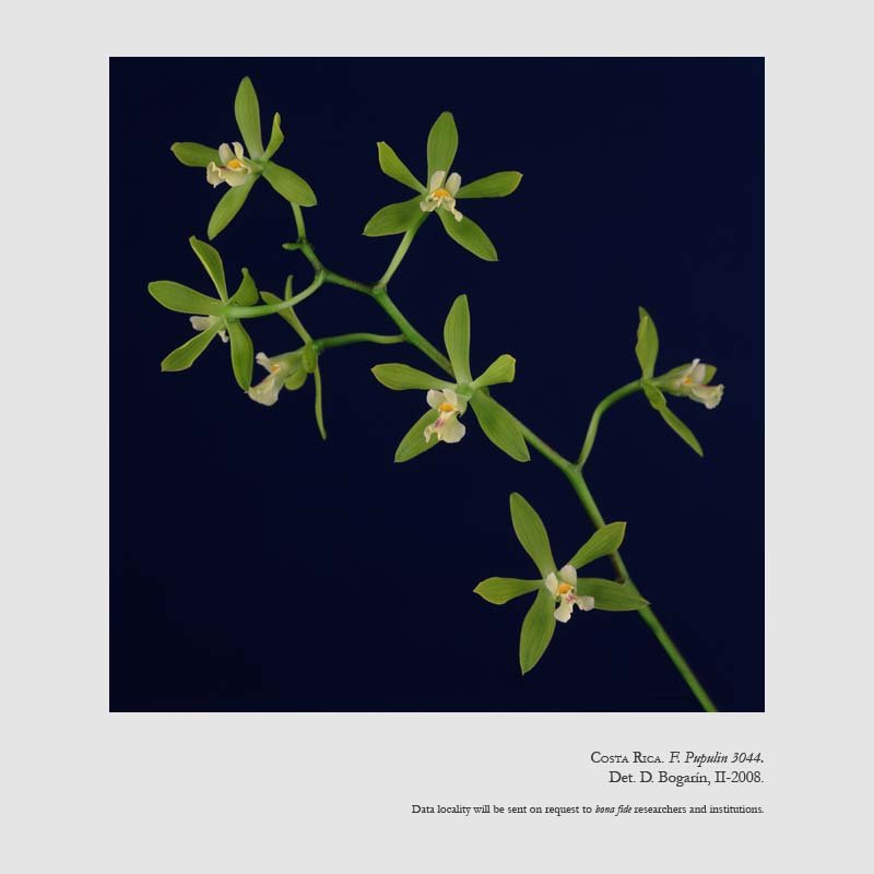 Encyclia chloroleuca