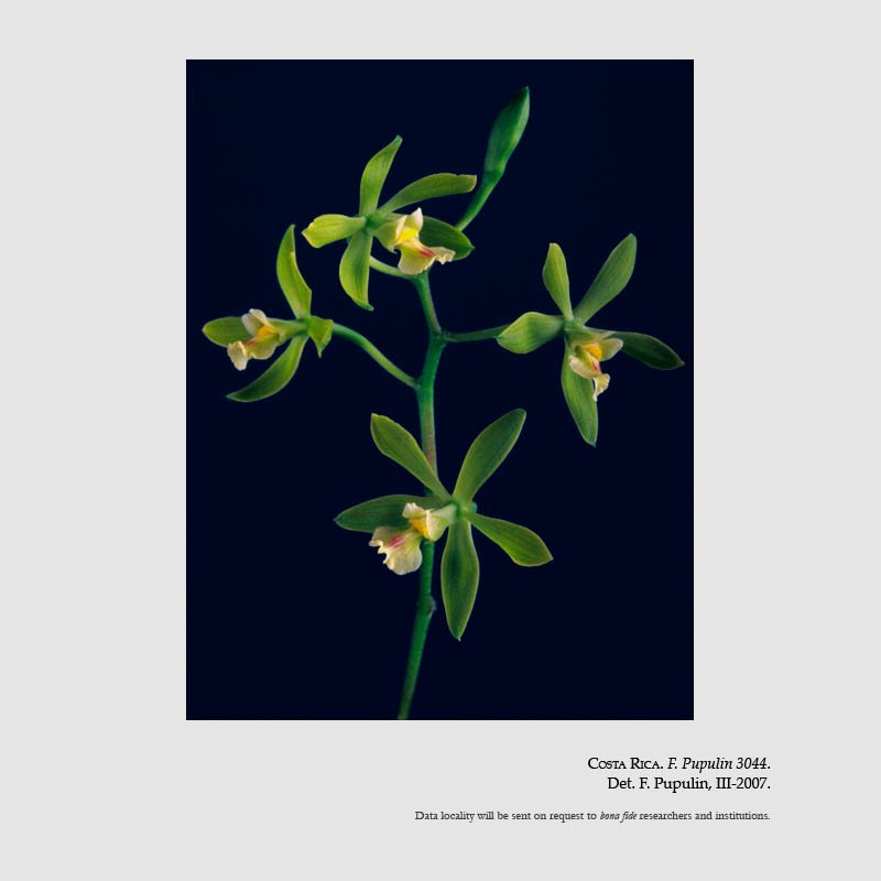Encyclia chloroleuca